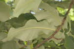 Bigleaf magnolia